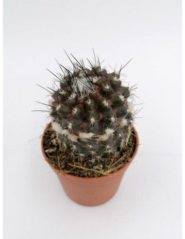 Copiapoa Tenuissima -  pot 6,5