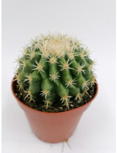 Echinocactus Grusonii var. Brevispinus - pot 8