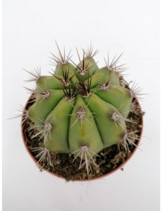 Gymnocalycium Paediophilum - pot 10