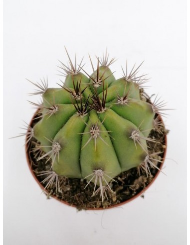 Gymnocalycium Paediophilum - pot 10