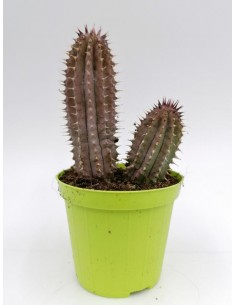 Hoodia Gordonii - pot  8