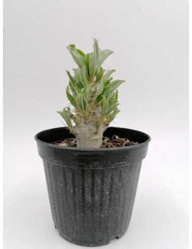 Pachypodium Lealii ssp. Saundersii - pot 12