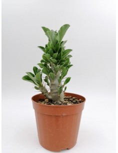 Pachypodium Lealii ssp. Saundersii - pot 14