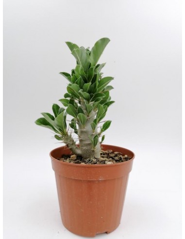 Pachypodium Lealii ssp. Saundersii - pot 14