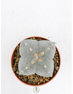 Astrophytum Myriostigma var. Quadricostatum - pot 10