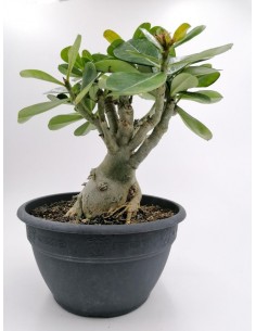 Adenium Obesum fiore Rosso - pot 20