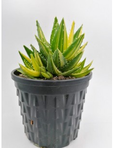 Aloe Nobilis Variegata - 18