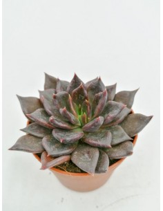 Echeveria Black Prince - pot 6,5