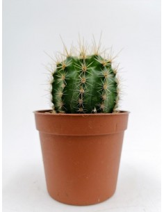 Echinopsis Hybrid Maria Piazza - pot 6,5