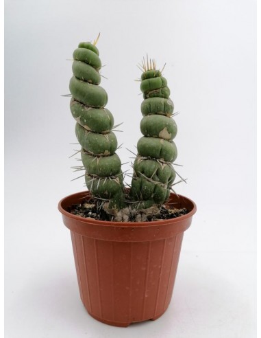 Eulychnia castanea cv. Spiralis - pot 10