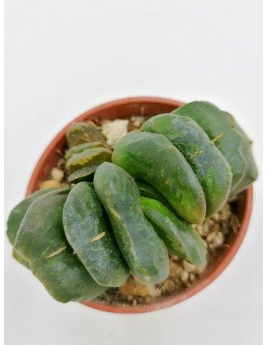 Hawortia Truncata - pot 5,5