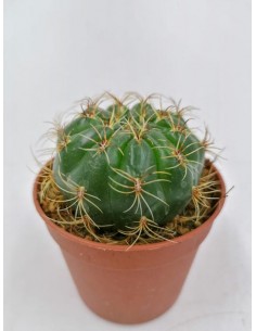 Matucana Aureiflora - pot 6,5