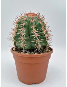 Melocactus Matanzanus - pot 16