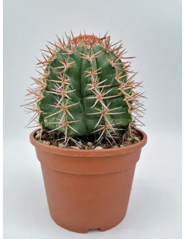 Melocactus Matanzanus - pot 16