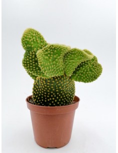 Opuntia Microdasys undulata - pot 10