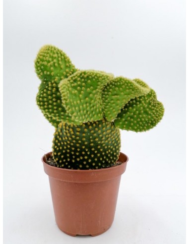 Opuntia Microdasys undulata - pot 10