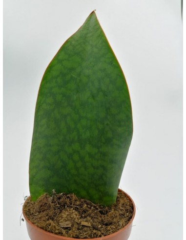 Sansevieria Masoniana - pot 12