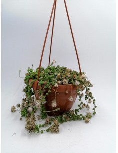 Senecio Rowleyanus - pot 16