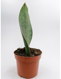 Sansevieria Masoniana - pot 12 2