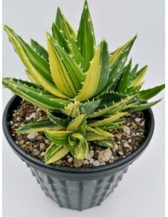 Aloe Nobilis Variegata - 18 2