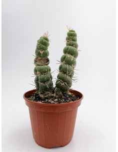 Eulychnia castanea cv. Spiralis - pot 10 2