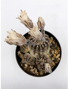 Gymnocalycium Ragonesei - pot 11 2