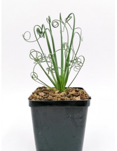 Albuca Spiralis Frizzle Sizzle - pot 9x9