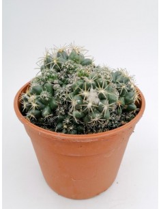Coryphantha Elephantipes - pot 17