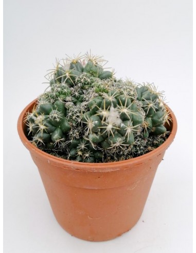 Coryphantha Elephantipes - pot 17