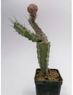 Echinocereus Papillosus - pot 7x7