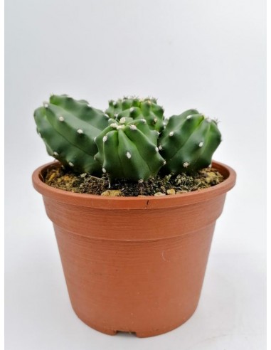 Echinocereus Triglochidiatus var. Mojavensis f. inermis - pot 16