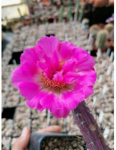 Echinocereus Papillosus - pot 7x7 2