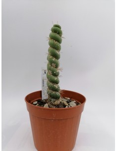 Eulychnia castanea cv....