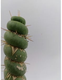 Eulychnia castanea cv.... 2