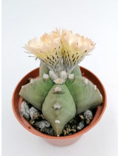 Astrophytum Myriostigmacv. Kikko nudum