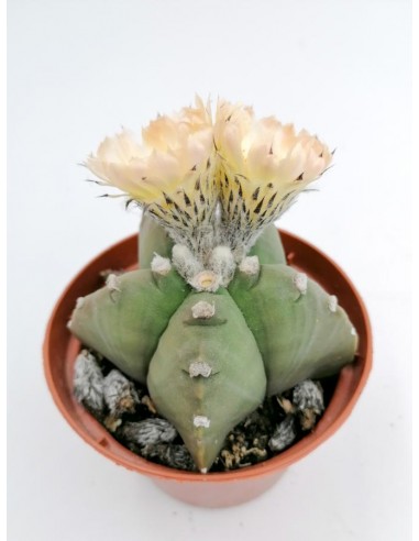 Astrophytum Myriostigmacv. Kikko nudum