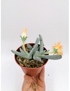 Cheiridopsis Candidissima - pot 10 cm