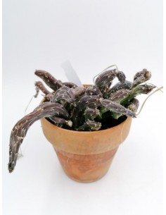 Senecio Pendulus - pot 15