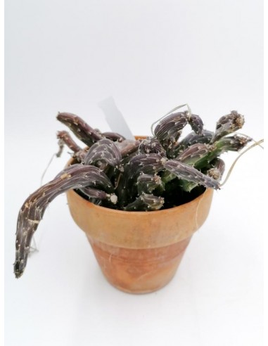 Senecio Pendulus - pot 15