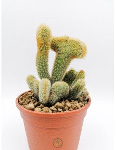 Cleistocactus Carapetiensis f. crestato - pot 16
