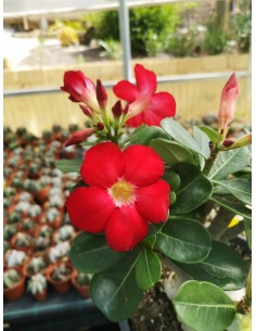 Adenium Obesum fiore Rosso - pot 20 2