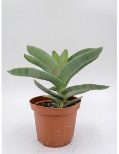 Crassula Falcata - pot 10