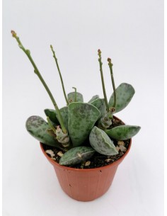 Adromischus Cooperi - pot 10