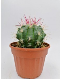 Ferocactus Stainesii var. Pilosus - pot 14