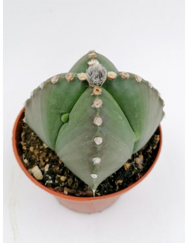 Astrophytum Myriostigma cv. Fukuryu Quadricostatum - pot 10