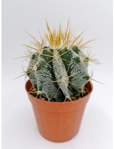 Astrophytum Myriostigma Ornatum - pot 14