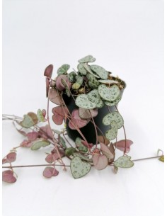 Ceropegia Woodii - pot 8