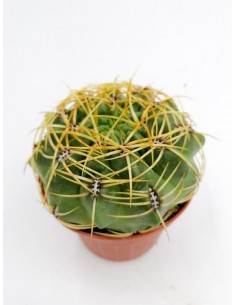 Gymnocalycium Monvillei - pot 10