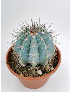 Melocactus Azureus - pot 16