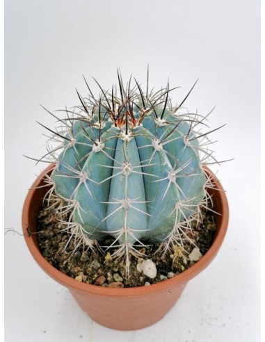 Melocactus Azureus - pot 16